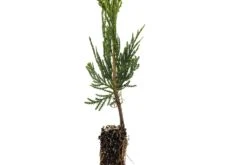 Incense Cedar | Small Tree Seedling -Evergreen Plants Shop IncenseCedar Small 2 Small 4aa06c4a f540 4c08 ba31 2f25a61deee2
