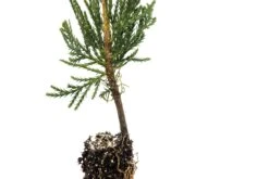 Incense Cedar | Small Tree Seedling -Evergreen Plants Shop IncenseCedar Small 3 Small 00758921 6015 4121 8713 5e6809890d5d