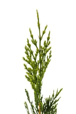 Incense Cedar | Small Tree Seedling -Evergreen Plants Shop IncenseCedar Small 4 Small 1e3f65f0 b0b2 4ea3 89d4 ab32ab661a5f