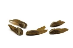 Incense Cedar | Mini-Grow Kit