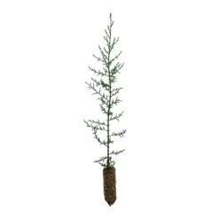 Italian Cypress | Medium Tree Seedling