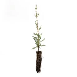 Italian Cypress | Small Tree Seedling