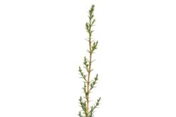 Italian Cypress | Small Tree Seedling -Evergreen Plants Shop ItalianCypress 12