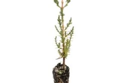 Italian Cypress | Small Tree Seedling -Evergreen Plants Shop ItalianCypress 8