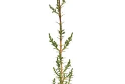 Italian Cypress | Small Tree Seedling -Evergreen Plants Shop ItalianCypress 9