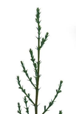 Italian Cypress | Medium Tree Seedling -Evergreen Plants Shop ItalianCypress sm 3