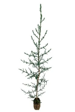 Italian Cypress | Medium Tree Seedling -Evergreen Plants Shop ItalianCypress sm 4