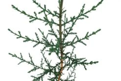 Italian Cypress | Medium Tree Seedling -Evergreen Plants Shop ItalianCypress sm 5
