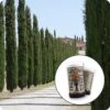 Italian Cypress | Mini-Grow Kit