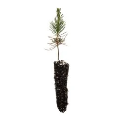 Japanese Black Pine | Small Tree Seedling