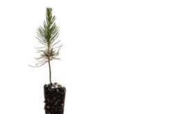 Japanese Black Pine | Small Tree Seedling -Evergreen Plants Shop JapaneseBlackPine SM 2 Small 138c3faf 821a 4e0d b41b 33236f70e7e9