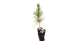 Japanese Black Pine | Small Tree Seedling -Evergreen Plants Shop JapaneseBlackPine SM 5 Small c2c93eb4 8c86 47d7 ac4d b741776782ea