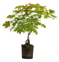 Bonsai Special | Sugar Maple (D6)