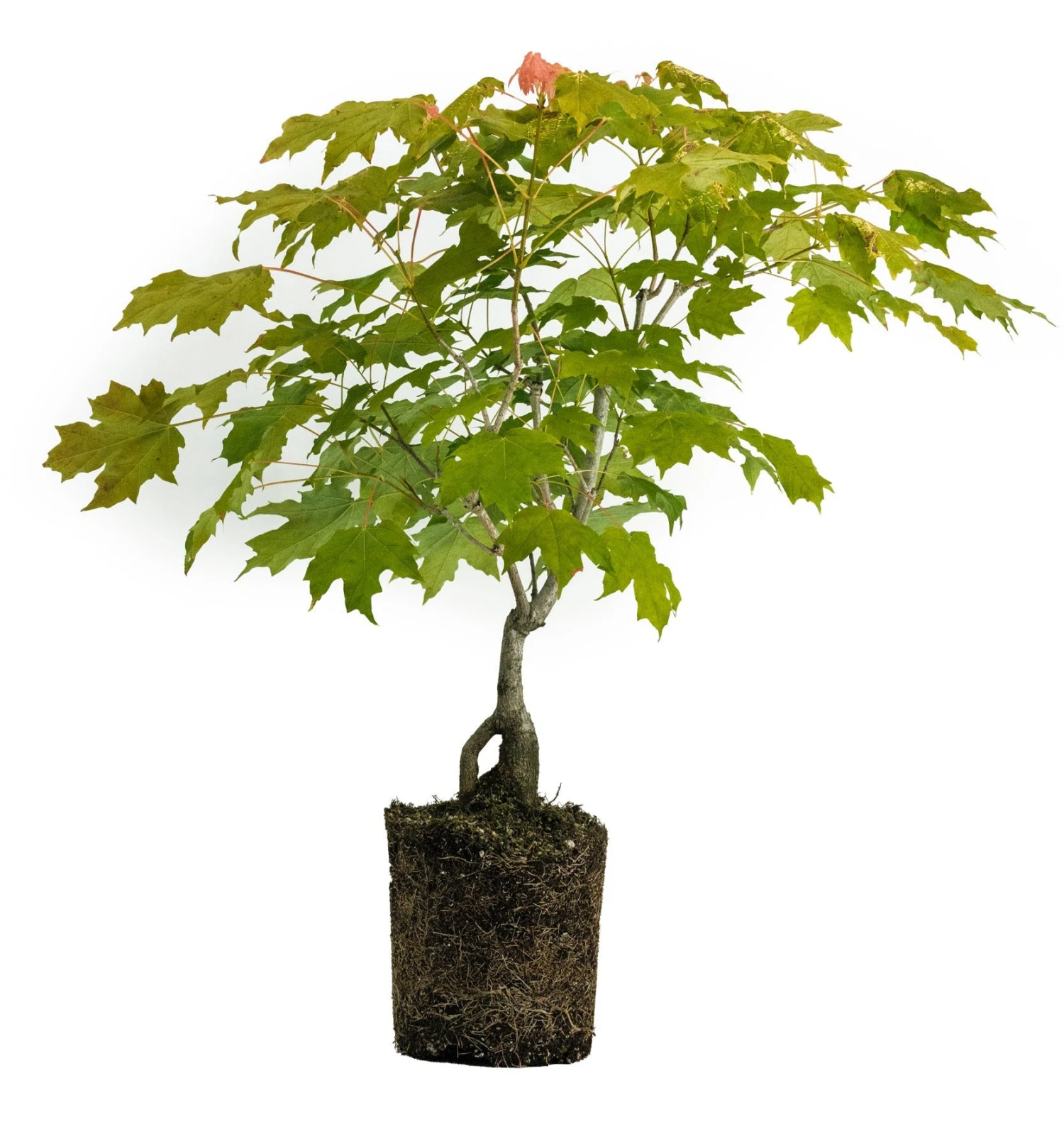Bonsai Special | Sugar Maple (D6)