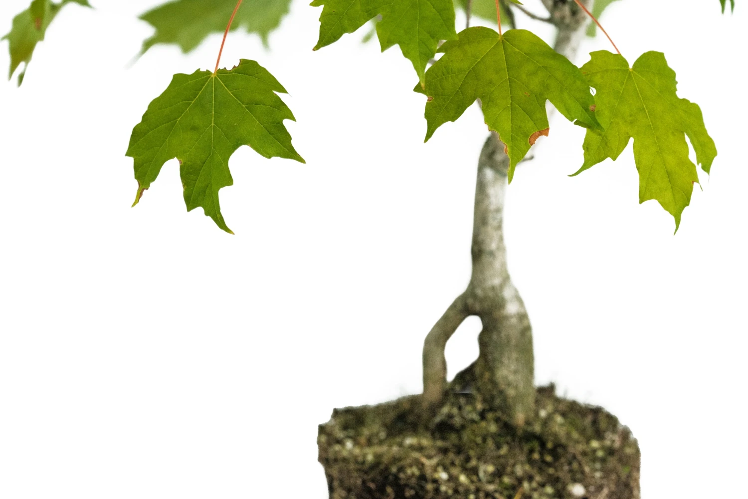 Bonsai Special | Sugar Maple (D6) 3 Bonsai Special | Sugar Maple (D6) - Image 3
