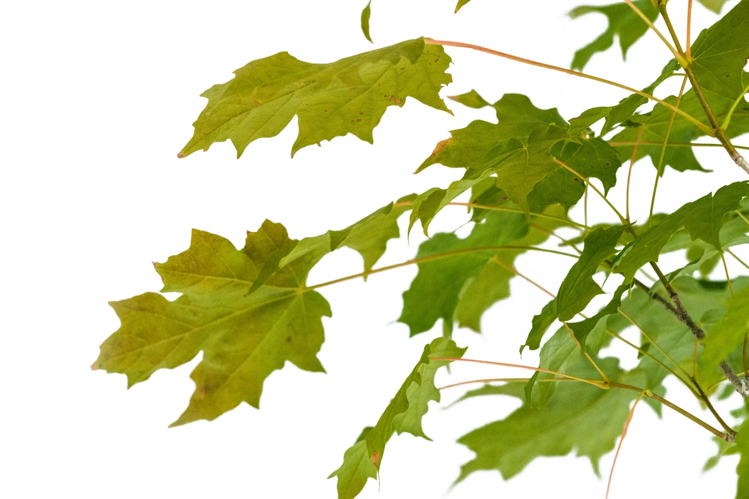 Bonsai Special | Sugar Maple (D6) 4 Bonsai Special | Sugar Maple (D6) - Image 4