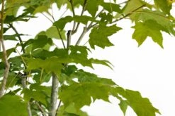 Bonsai Special | Sugar Maple (D6) 12 Bonsai Special | Sugar Maple (D6) -Evergreen Plants Shop JapaneseMapleBonsai 5 f143b52f 72e3 4398 a648 b6332b6bb646