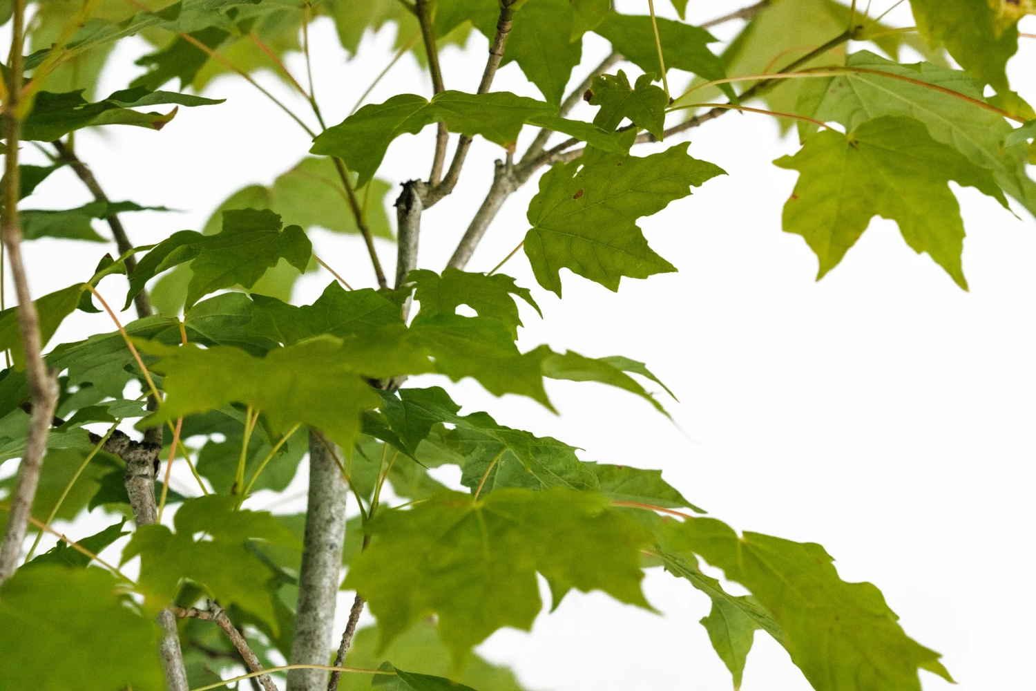 Bonsai Special | Sugar Maple (D6) 5 Bonsai Special | Sugar Maple (D6) - Image 5
