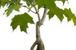 Bonsai Special | Sugar Maple (D6) 13 Bonsai Special | Sugar Maple (D6) -Evergreen Plants Shop JapaneseMapleBonsai 6 6c5830b4 ce0b 48c4 b81f be27bdf19c1d