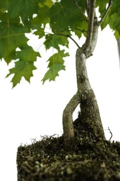 Bonsai Special | Sugar Maple (D6) 14 Bonsai Special | Sugar Maple (D6) -Evergreen Plants Shop JapaneseMapleBonsai 7 a276040d a2fb 4dcd b08f a9998d455de0