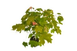 Bonsai Special | Sugar Maple (D6) 15 Bonsai Special | Sugar Maple (D6) -Evergreen Plants Shop JapaneseMapleBonsai 8 14c1eb3e 9842 4c71 933d 8fc0a8bf69b8