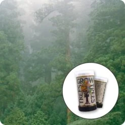 Japanese Cedar | Mini-Grow Kit