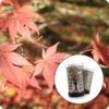 Japanese Red Maple | Mini-Grow Kit