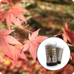 Japanese Red Maple | Mini-Grow Kit