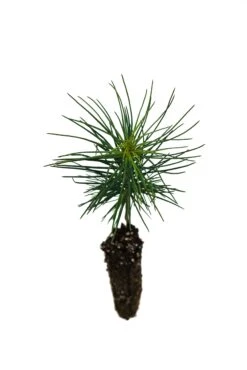 Jeffrey Pine | Small Tree Seedling -Evergreen Plants Shop JeffPine Small 3
