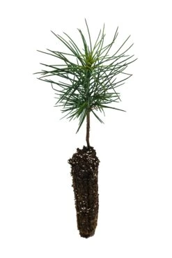 Jeffrey Pine | Small Tree Seedling -Evergreen Plants Shop JeffPine Small 4
