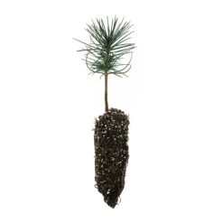 Jeffrey Pine | Medium Tree Seedling