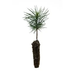 Jeffrey Pine | Small Tree Seedling