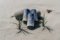 Joshua Tree | Seed Grow Kit -Evergreen Plants Shop JoshuaTreeSamples 1