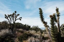 Joshua Tree | Seed Grow Kit -Evergreen Plants Shop JoshuaTrees 1