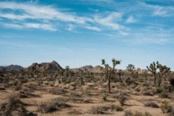 Joshua Tree | Seed Grow Kit -Evergreen Plants Shop JoshuaTrees 3