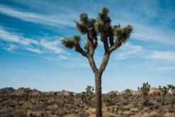 Joshua Tree | Seed Grow Kit -Evergreen Plants Shop JoshuaTrees 4
