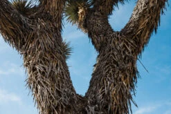 Joshua Tree | Seed Grow Kit -Evergreen Plants Shop JoshuaTrees 6