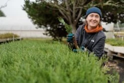 Incense Cedar | Small Tree Seedling -Evergreen Plants Shop Josnteen Lots Sales 34