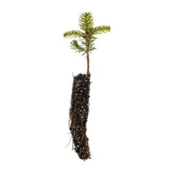 Korean Fir | Small Tree Seedling