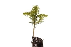 Korean Fir | Small Tree Seedling -Evergreen Plants Shop KoreanFir Sm 2 Small 561e8750 f929 477a bc75 64911b767269