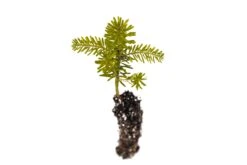 Korean Fir | Small Tree Seedling -Evergreen Plants Shop KoreanFir Sm 5 Smalljpg
