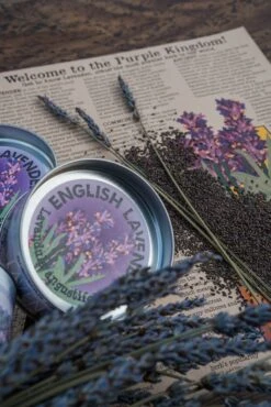 Lavender | Flower Seed Grow Kit -Evergreen Plants Shop LavenderStyled 60