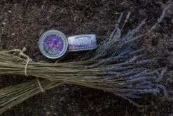 Lavender | Flower Seed Grow Kit -Evergreen Plants Shop LavenderStyled 70