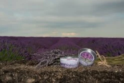 Lavender | Flower Seed Grow Kit -Evergreen Plants Shop LavenderStyled 75