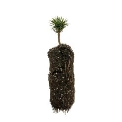 Limber Pine | Medium Tree Seedling