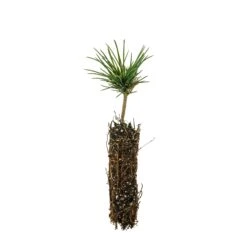 Limber Pine | Small Tree Seedling