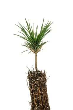 Limber Pine | Small Tree Seedling -Evergreen Plants Shop Limber Pine 3