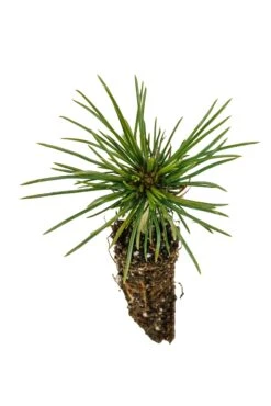 Limber Pine | Small Tree Seedling -Evergreen Plants Shop Limber Pine 4