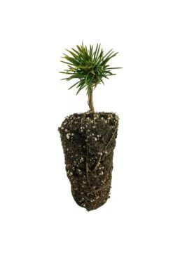 Limber Pine | Medium Tree Seedling -Evergreen Plants Shop Limber Pine Seedling 3