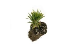 Limber Pine | Medium Tree Seedling -Evergreen Plants Shop Limber Pine Seedling 4